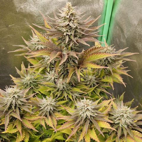F3 OG Kush growlog timeline photo