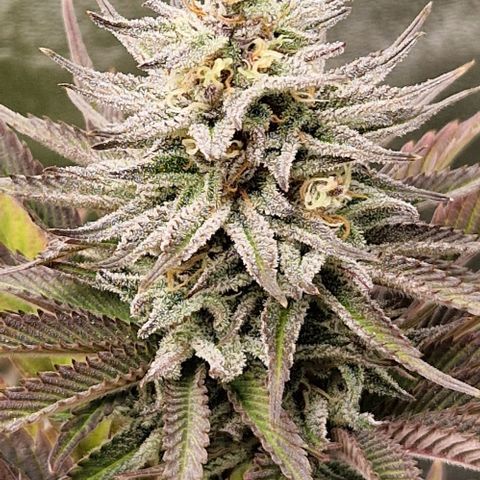 F3 OG Kush growlog timeline photo