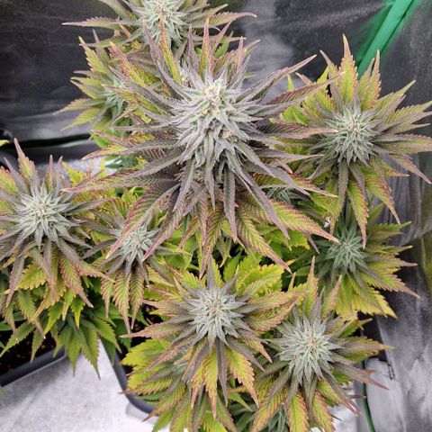 F3 OG Kush growlog timeline photo