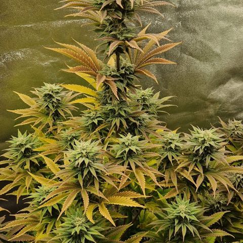 F3 Tropicanna Cookies growlog timeline photo