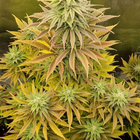 F3 Tropicanna Cookies growlog timeline photo