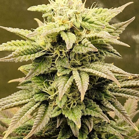 F3 Tropicanna Cookies growlog timeline photo