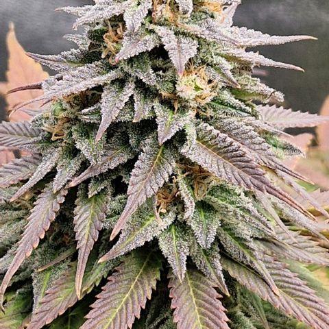 F3 Wedding Cake growlog timeline photo