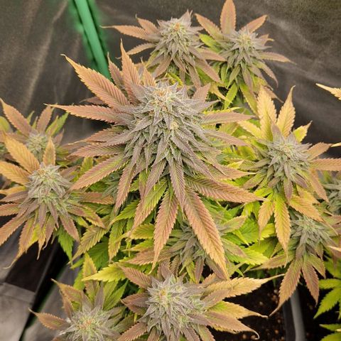 F3 Wedding Cake growlog timeline photo