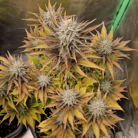 F3 OG Kush growlog timeline photo