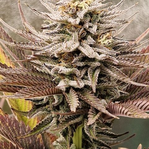 F3 OG Kush growlog timeline photo