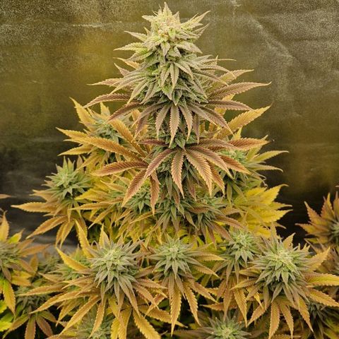 F3 Tropicanna Cookies growlog timeline photo