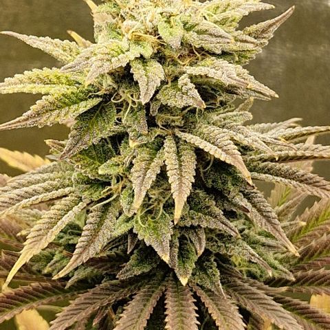 F3 Tropicanna Cookies growlog timeline photo