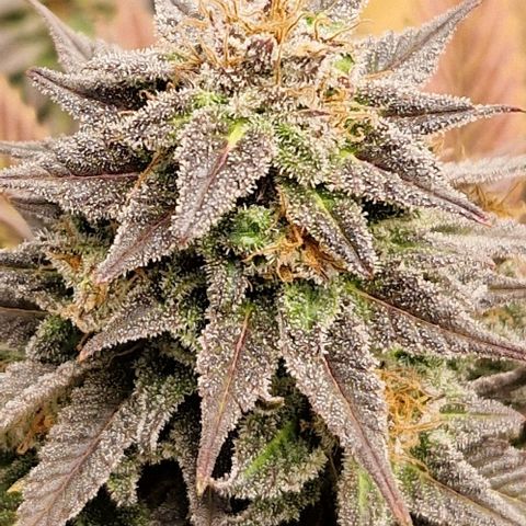 F3 Wedding Cake growlog timeline photo