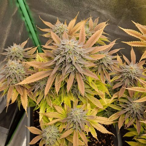 F3 Wedding Cake growlog timeline photo
