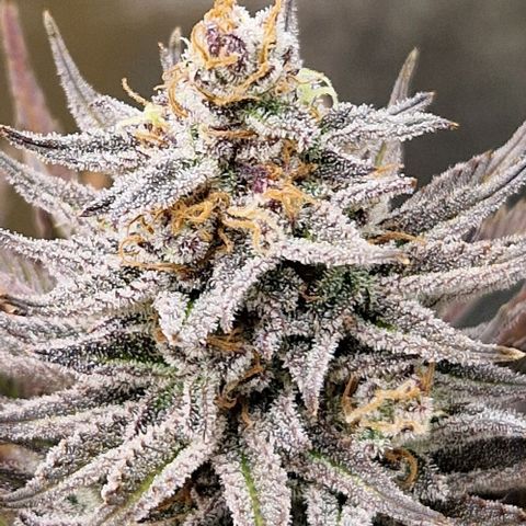 F3 Tropicanna Cookies growlog timeline photo