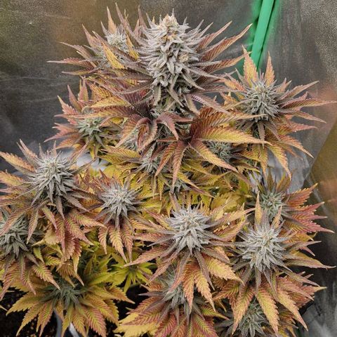 F3 Tropicanna Cookies growlog timeline photo