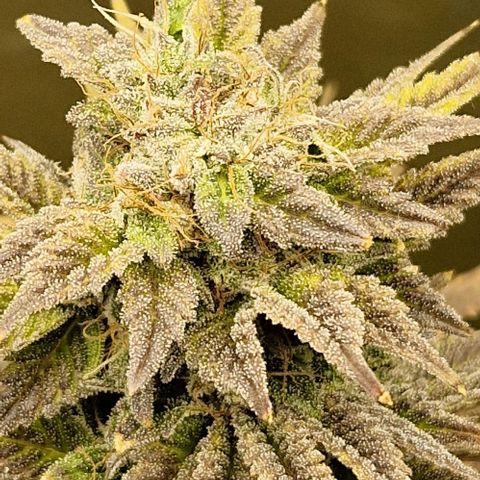 F3 OG Kush growlog timeline photo