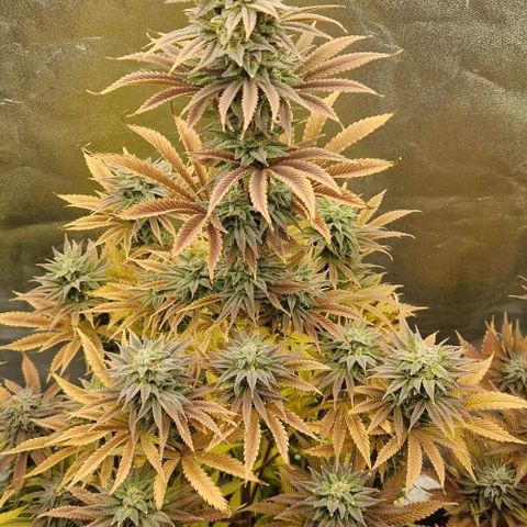 F3 OG Kush growlog timeline photo