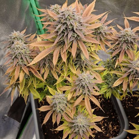 F3 Wedding Cake growlog timeline photo