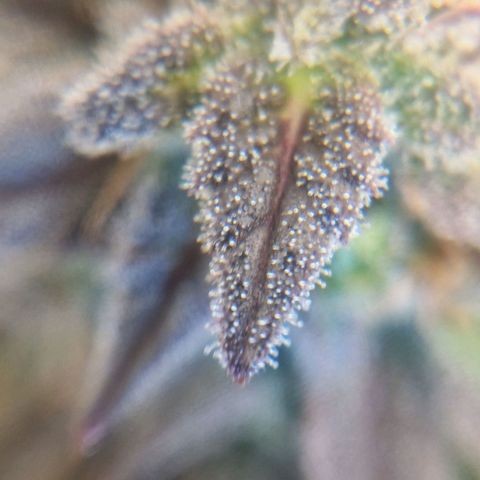 F3 Wedding Cake growlog timeline photo