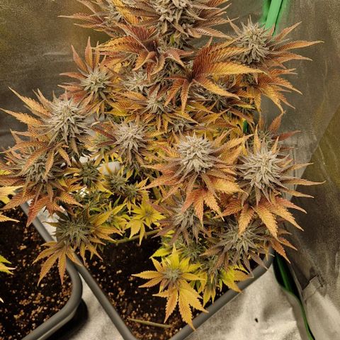 F3 OG Kush growlog timeline photo