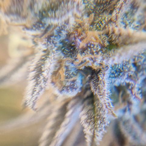 F3 OG Kush growlog timeline photo