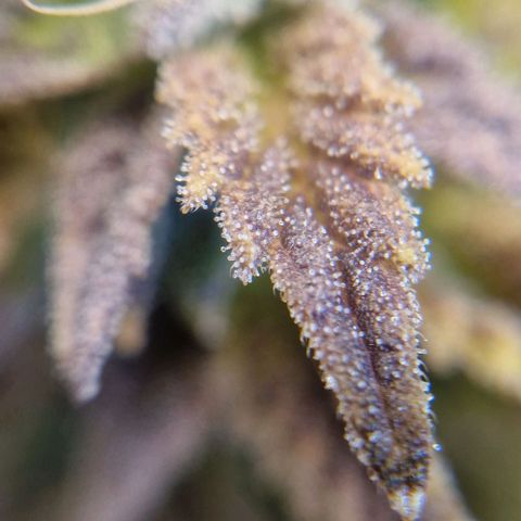 F3 Tropicanna Cookies growlog timeline photo