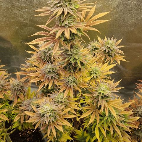 F3 Tropicanna Cookies growlog timeline photo
