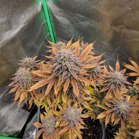 F3 Wedding Cake growlog timeline photo