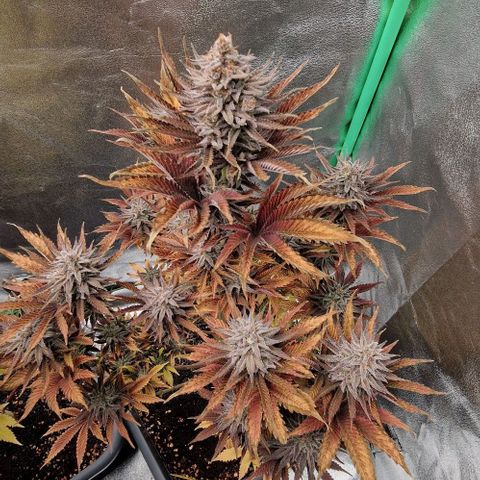 F3 OG Kush growlog timeline photo