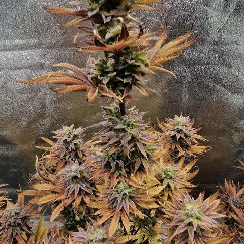 F3 Tropicanna Cookies growlog timeline photo