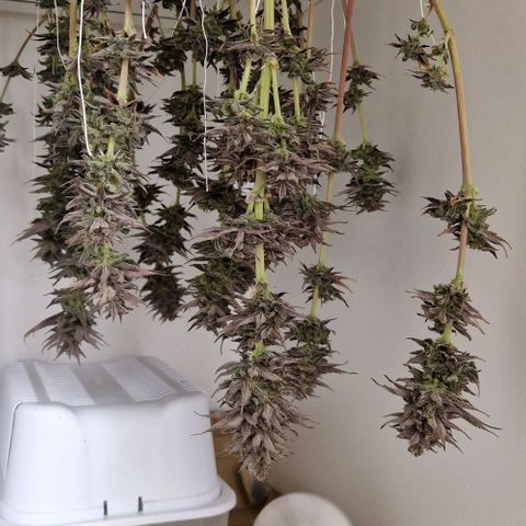 F3 OG Kush growlog timeline photo