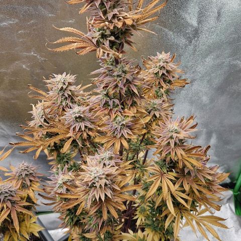 F3 Tropicanna Cookies growlog timeline photo