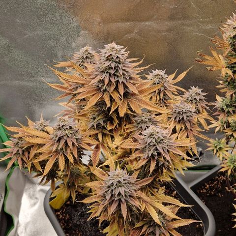F3 Wedding Cake growlog timeline photo