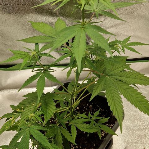 A4 Do-Si-Dos Auto growlog timeline photo
