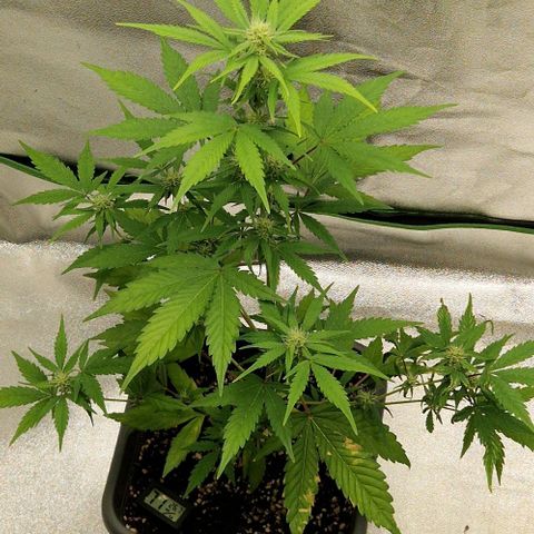 A4 Do-Si-Dos Auto growlog timeline photo