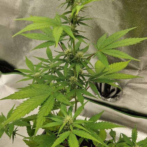 A4 Do-Si-Dos Auto growlog timeline photo
