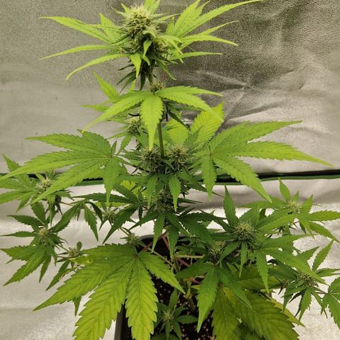 A4 Do-Si-Dos Auto growlog timeline photo