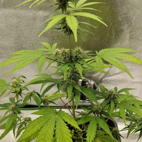 A4 Do-Si-Dos Auto growlog timeline photo
