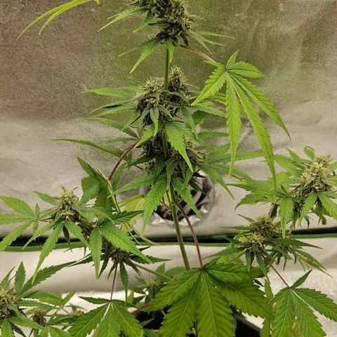 A4 Do-Si-Dos Auto growlog timeline photo