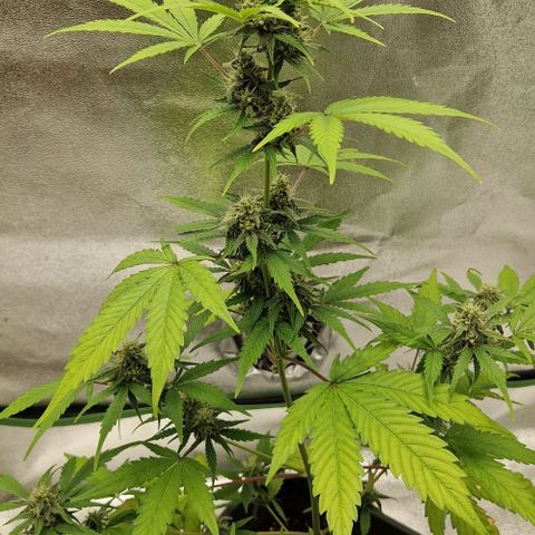 A4 Do-Si-Dos Auto growlog timeline photo
