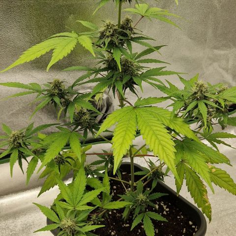A4 Do-Si-Dos Auto growlog timeline photo