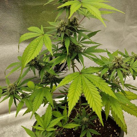A4 Do-Si-Dos Auto growlog timeline photo
