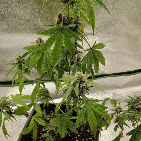A4 Do-Si-Dos Auto growlog timeline photo