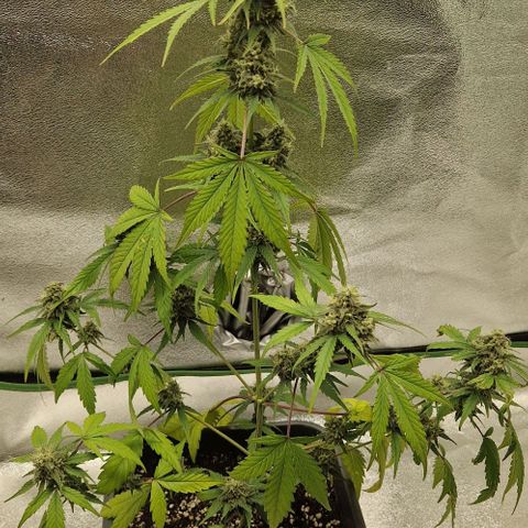 A4 Do-Si-Dos Auto growlog timeline photo