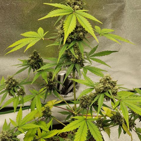 A4 Do-Si-Dos Auto growlog timeline photo
