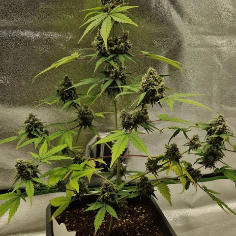 A4 Do-Si-Dos Auto growlog timeline photo
