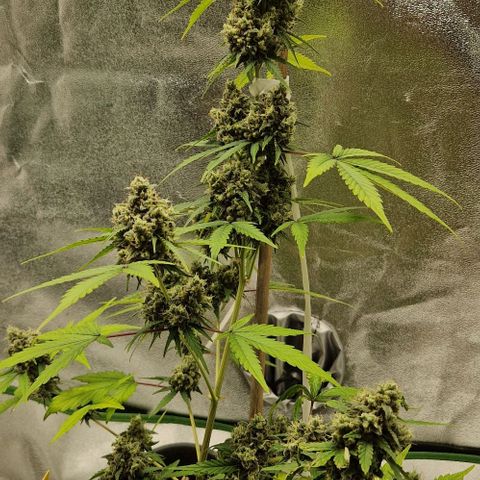 A4 Do-Si-Dos Auto growlog timeline photo