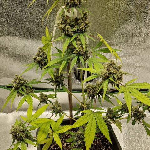 A4 Do-Si-Dos Auto growlog timeline photo