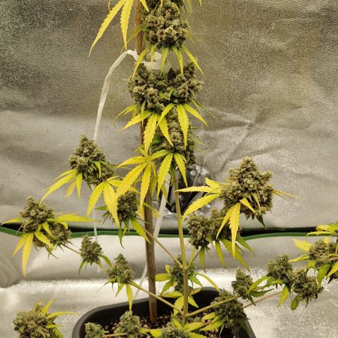 A4 Do-Si-Dos Auto growlog timeline photo