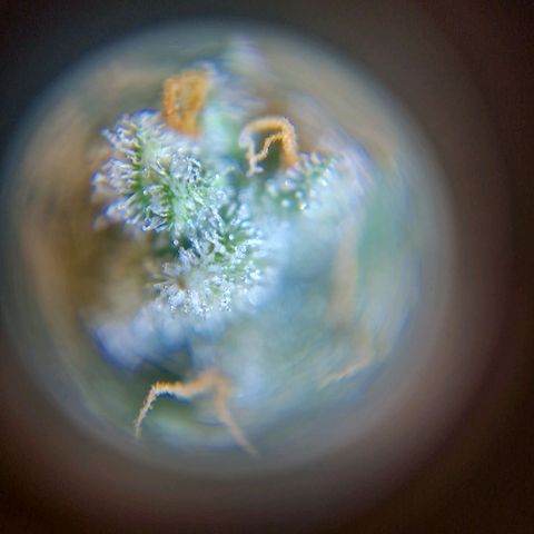 A4 Do-Si-Dos Auto growlog timeline photo