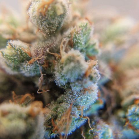 A4 Do-Si-Dos Auto growlog timeline photo
