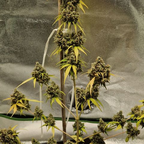 A4 Do-Si-Dos Auto growlog timeline photo