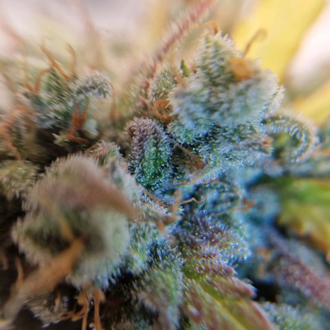 A4 Do-Si-Dos Auto growlog timeline photo